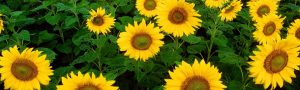 Directorate of Oilseeds Development