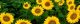 Directorate of Oilseeds Development Govt Jobs – Technical Assistants Vacancy (Hyderabad, Telangana)